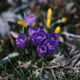 Spring Allegro – The Four Seasons album cover